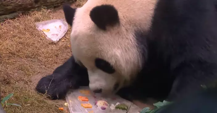 安安可可第一次在港過聖誕　海洋公園送上美味聖誕咭及雪人