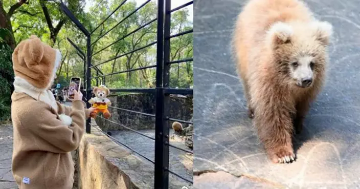 撞臉迪士尼Duffy！上海動物園棕熊「軍軍」成新晉網紅吸眾多粉絲