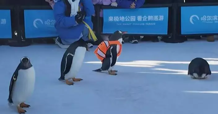 超萌企鵝首次亮相太陽島國際雪雕博覽會 與客互動狂吸眼球