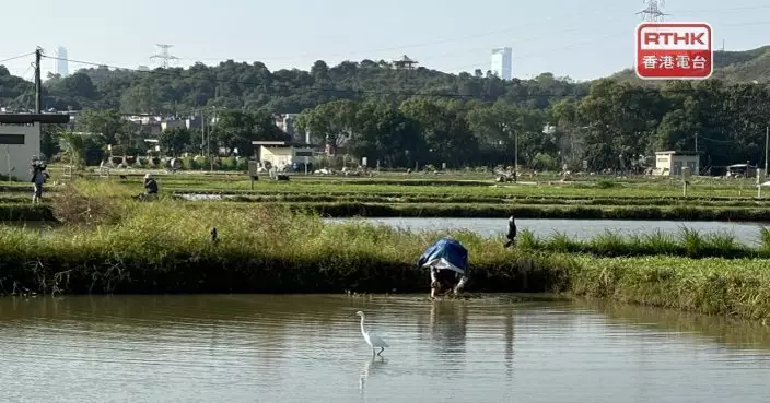 塱原自然生態公園上月開放　種植稻米吸引雀鳥覓食增加保育成效