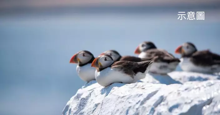 「最慘國鳥海鸚」被食到瀕臨滅絕！保護還是繼續食 冰島陷兩難