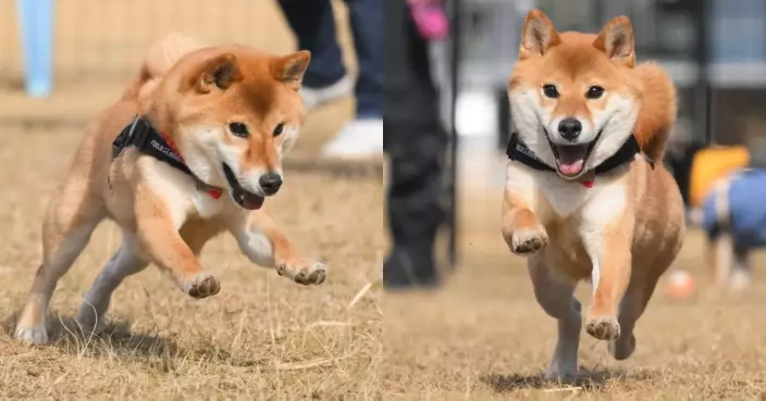 柴犬草地上奔跑露燦爛笑容感染眾網友：社畜收工後的開心表情