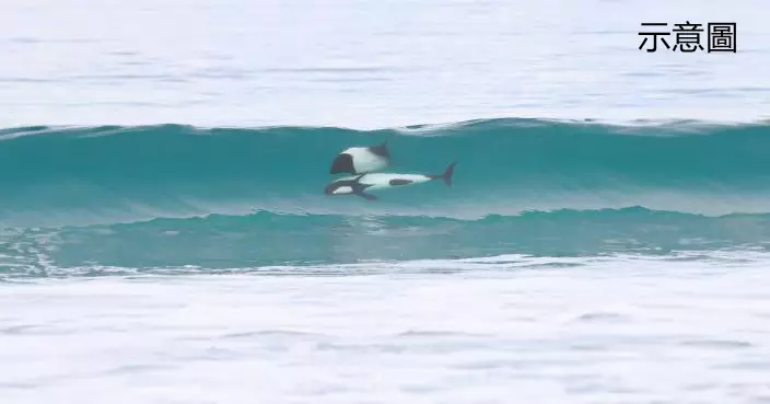 眼見鯊魚迎面而來 澳機智滑浪者急舉「滑浪板」護身安全脫險