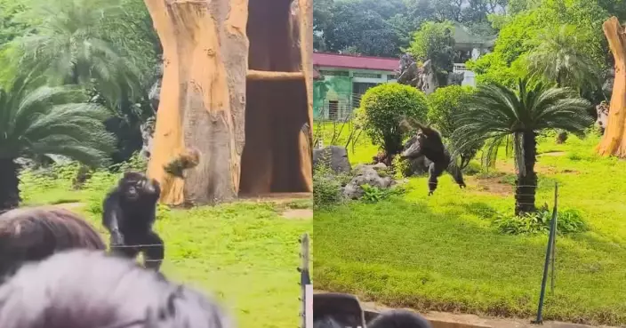 有片！廣西網紅猩猩向人群丟草皮砸中女遊客 動物園咁回應惹議