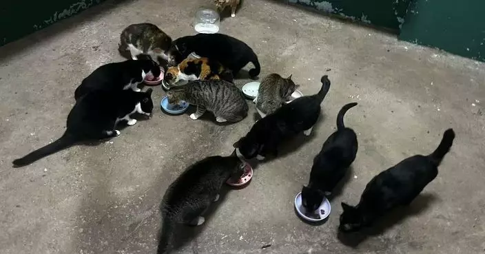 澳門動物保護團體舉行活動　讓公眾領養澳門賽馬會場內流浪貓