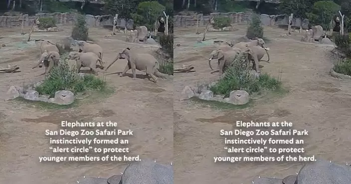 加州突發地震 動物園5大象自動「圍圈護小象」感人片段曝光
