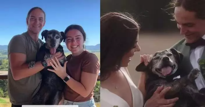 身體每況愈下 19歲老狗撐到出席飼主婚禮送最後祝福 數日後安詳離世