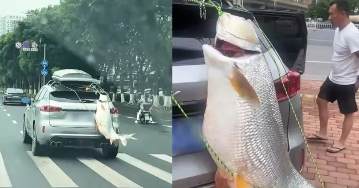 廣西男釣到逾60磅大魚超自豪  「炫魚」綁車尾遊街遭交警開罰