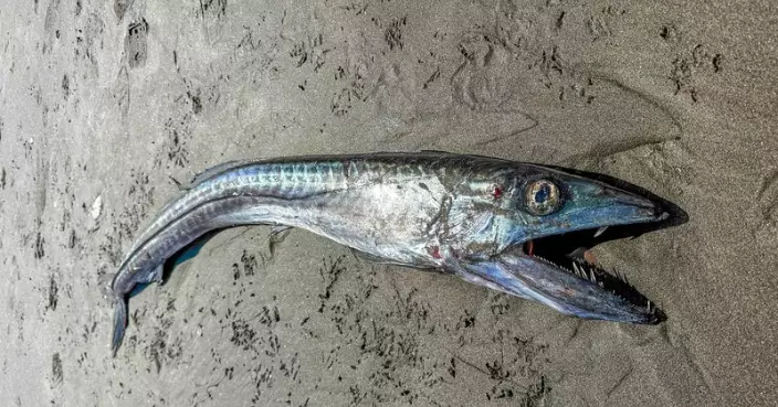 美沙灘現巨型「長吻帆蜥魚」完整屍體 水族館職員驚呼：超罕見