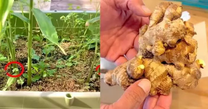 種薑得薑！日人氣網紅紀錄在家種植生薑全過程 一文睇清澆水重點追肥時間