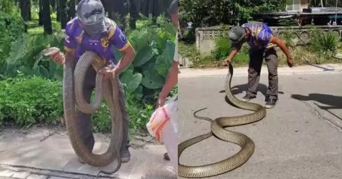 世界最長!眼鏡王蛇現蹤泰學校嚇壞師生 捕蛇人員奮戰半小時成功捕獲