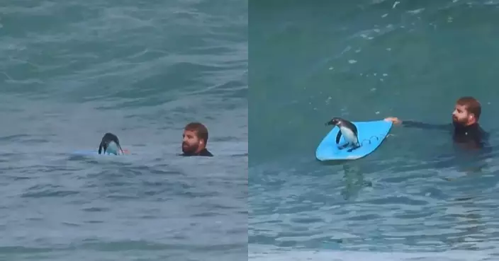 企鵝搶走衝浪板大騷精湛技巧 南非教練首次見被可愛舉動萌翻