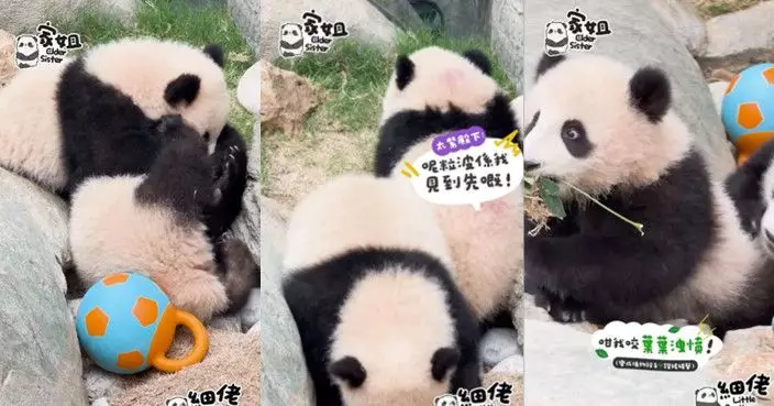 大熊貓兩姐弟爭玩具玩日常 貪心細佬:波同家姐我全部都要!