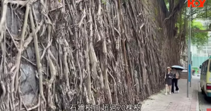 一線搜查|遊客迫爆馬路打卡堅尼地城石牆樹 街坊路都冇得行?