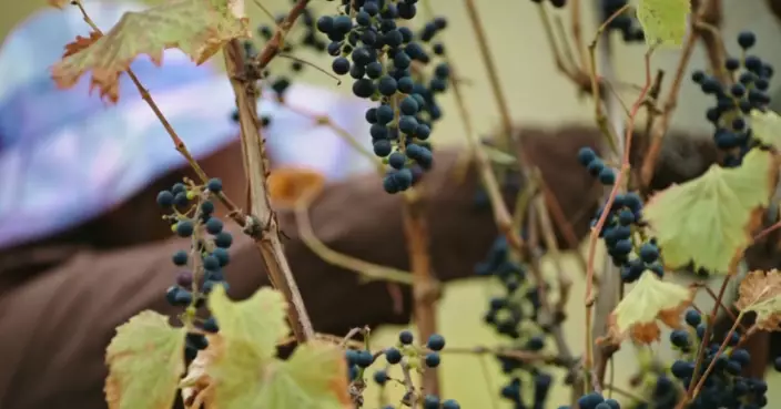 開車載全村婦女種葡萄 西藏南木村首位女司機帶領姐妹打造「甜蜜事業」