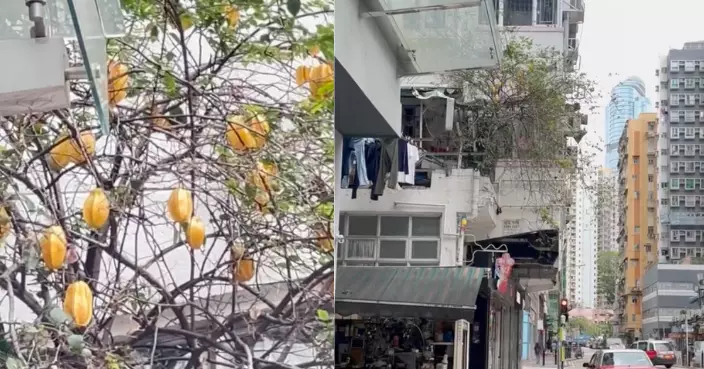 大角咀唐樓驚現「空中楊桃園」 網民熱議:鬧市奇景!
