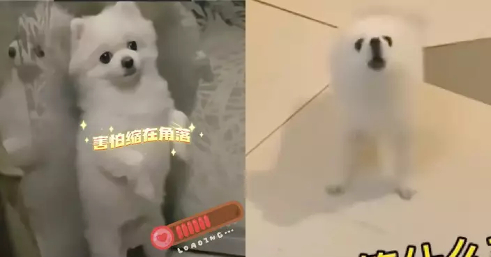 有片!「社恐」博美搭𨋢縮角落門一開衝出狂鬧 網笑:聽出來鬧粗口了!