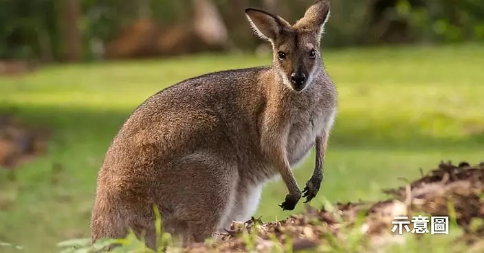 愛犬被袋鼠襲擊 澳男出手驅趕遭「鎖頭狂毆 」腹部被利爪刺傷深逾7CM