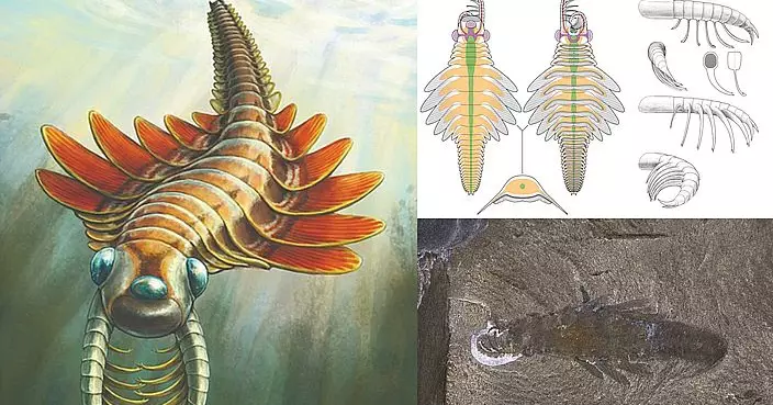 加國挖出5億年前海洋新物種 3隻眼16節尾狀體內部神經清晰可見