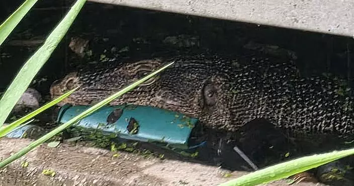 泰國巨蜥啃食初生嬰屍僅剩頭部軀幹 疑剛出生就遭遺棄