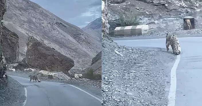 天生害羞行蹤神秘 雪豹喜馬拉雅山山谷悠閒漫步罕見畫面遭目擊