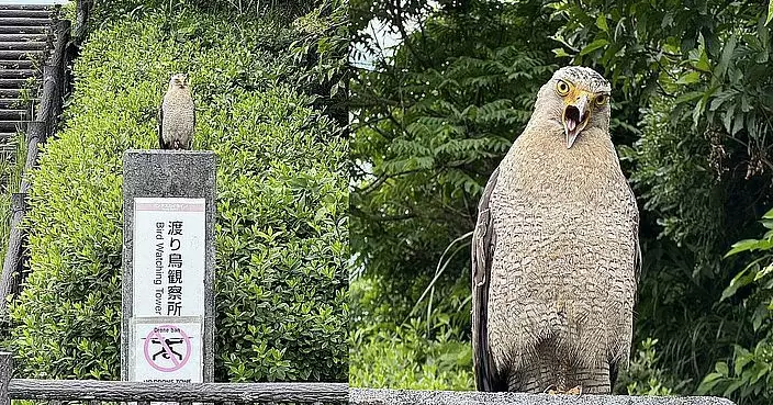 「鳳頭蛇雕」佇立沖繩石垣島公園告示板 目怒兇光似觀測人類