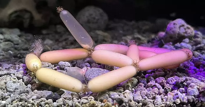 日本水族館驚現「深海香腸」 飼養員揭真身原來係……