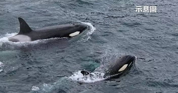 水族館停業4個月 法國最後2隻圈養虎鯨遭棄污水池內引關注