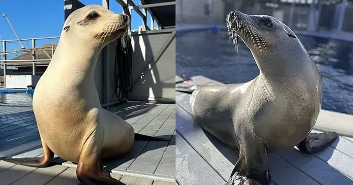 海獅節奏感碾壓大學生 美國科學家證實動物音樂天賦超預期
