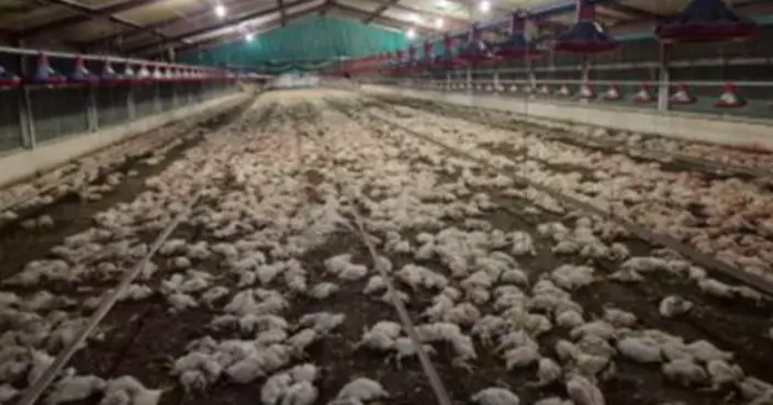 飼料槽全空!南非牧場爆財務危機 85萬雞隻餓到「互相殘食」 動保組織含淚安樂死