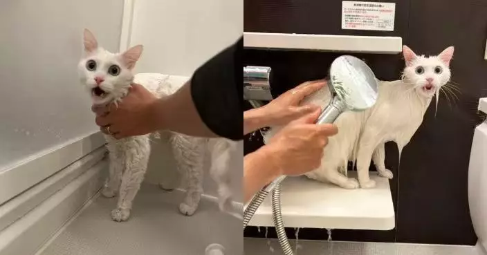 遭飼主花灑頭沖洗毛髮 日白貓露哀怨神情控訴：你背叛我！