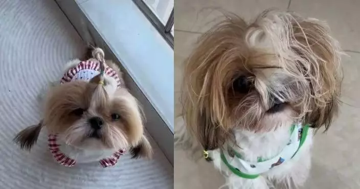 出差託夫照顧愛犬 河南女飼主返家驚見西施狗亂髮遮眼似「瘋妃」哭笑不得