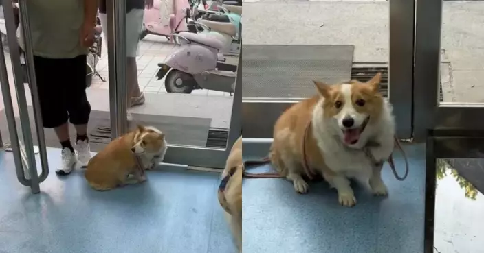 遭棄養送獸醫診所等安樂死 跛腳柯基犬渾然不知開心奔跑意外扭轉命運