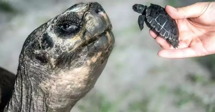 135歲首當爸 邁阿密動物園加拉巴哥象龜度父親節與子女「世紀同框」
