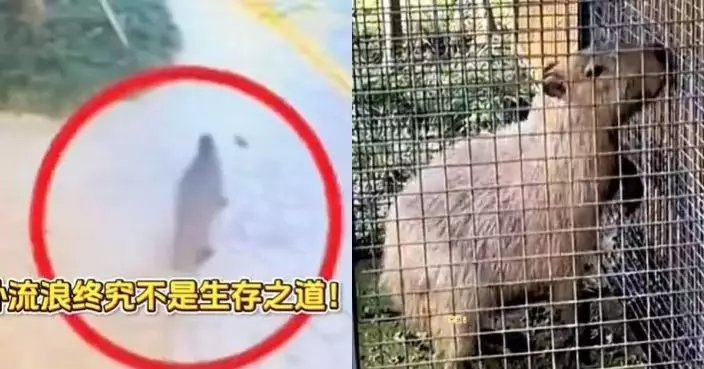 潛逃60日終「自首回歸」 揚州動物園水豚「豆包」體重不減反增1KG