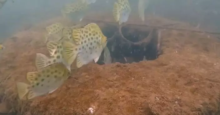 機管局響應「全國放魚日」 投放6萬幼魚冀提升西部水域生物多樣性