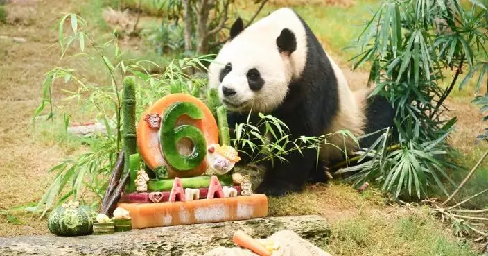 安安可可6歲生日嘆冰蛋糕 海洋公園推熊主題活動大派紀念品