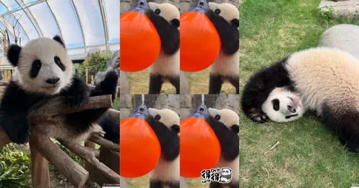熊貓界Freestyle   海洋公園「熊貓六寶」齊齊郁郁郁