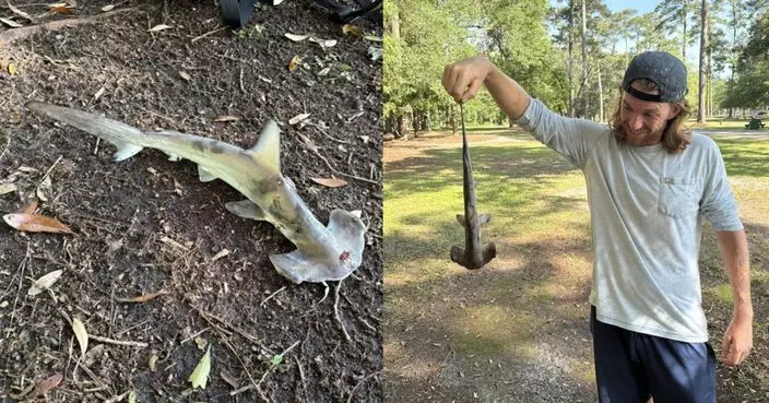 天降鯊魚！美國男玩飛盤被「鯊魚BB」砸中頭 網驚：龍捲鯊真實上演
