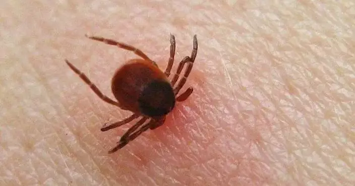 遊日注意！日本爆蜱媒病毒奪命潮   獸醫疑治療病貓染疫身亡