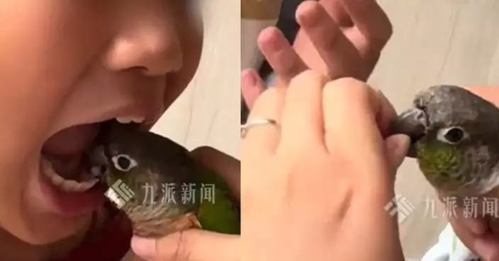 武漢家長用寵物鸚鵡替囡拔乳牙惹議 專家憂感染風險