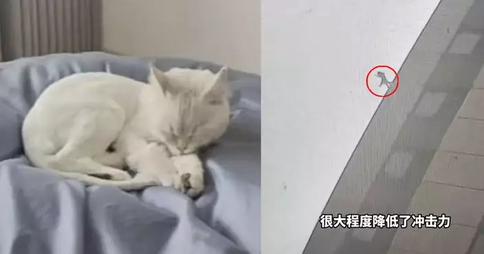 有片！未關窗貓仔自16樓墮樓奇蹟無傷 飼主分析保命關鍵 網民轟失責