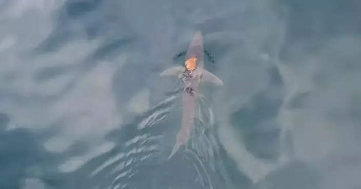 八爪魚搭鯊魚順風車時速50公里狂飆！新西蘭科學家：前所未見