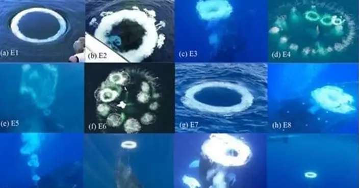 座頭鯨吹「泡泡圈」疑專為人類表演 科學家解密海洋巨獸社交密碼