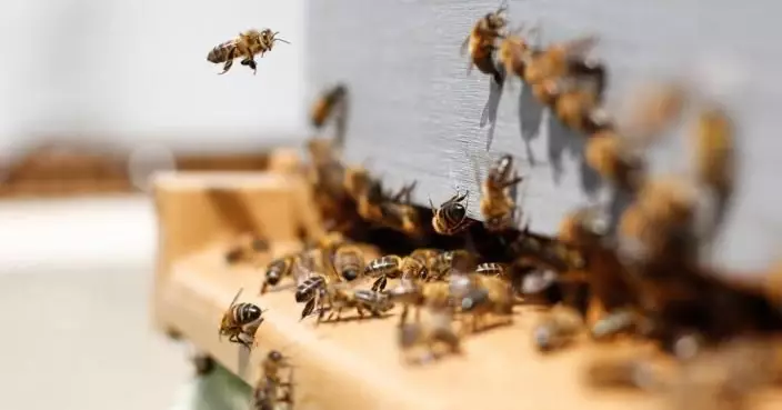 以毒攻毒! 肯尼亞發明「蜜蜂蟄刺療法」用毒液治療中風症關節炎