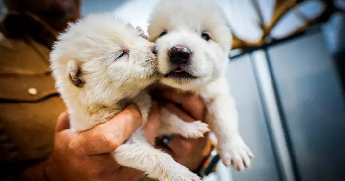 滅絕萬年恐狼「借殼重生」？基因編輯幼崽「6個月大20%」 骨骼密度直逼史前標本