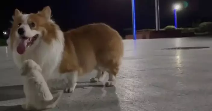 柯基犬公園散步突叼回小奶狗求收留 飼主見愛犬真摯眼神即場收編