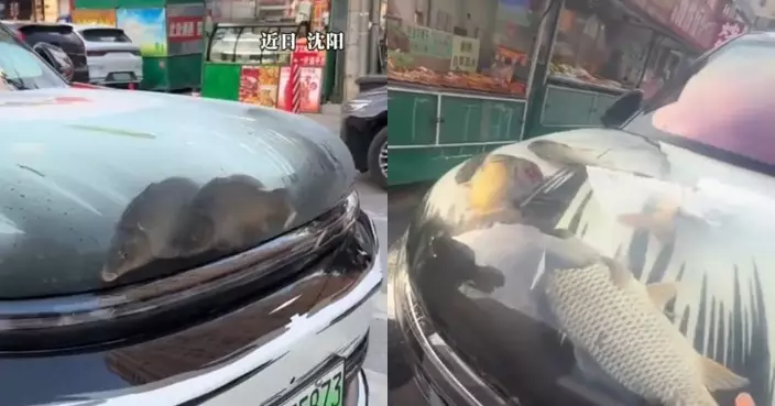 遼寧男釣魚忘帶桶改裝汽車引擎蓋作「臨時魚缸」 警方：屬非法改裝不得上路