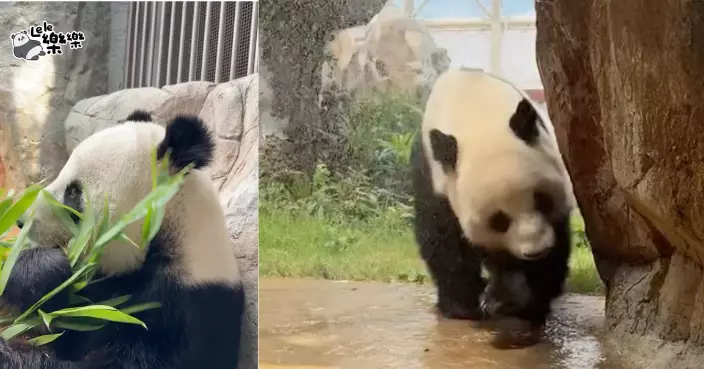 天氣極端酷熱 大熊貓消暑自有方