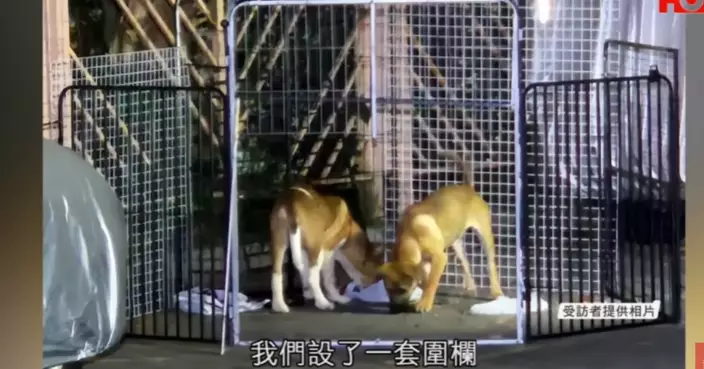 一線搜查|屯門男放惡犬咬流浪狗BB引眾怒 心理學家:或有反社會傾向